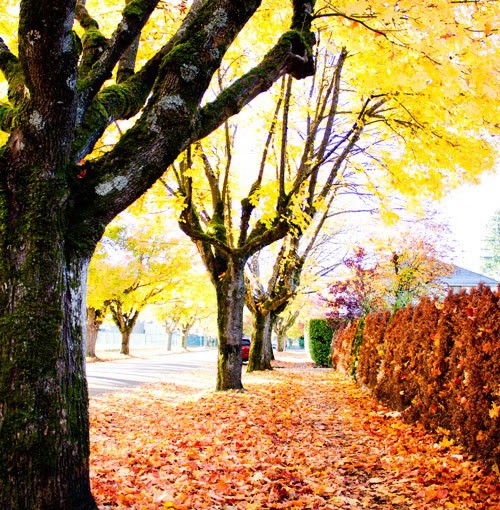 autumn-tree-lined-street-vancouver