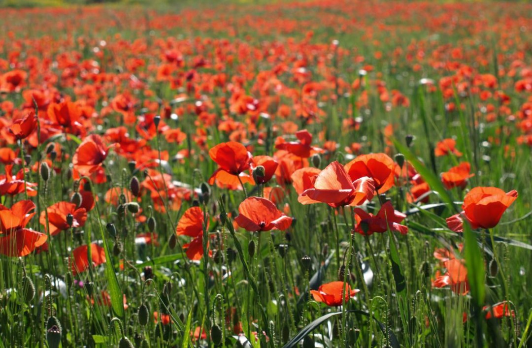 remembrance day canada