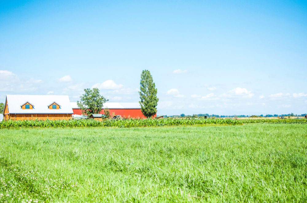 A quick 30 minute trip from Vancouver, visit Westham Island for a quaint farming community experience in Delta, BC.