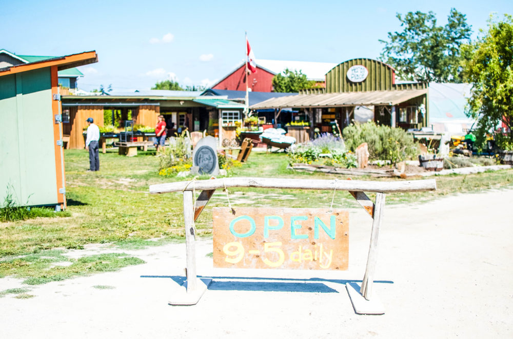A Quick Day Trip To Westham Island A Life Well Consumed A Vancouver