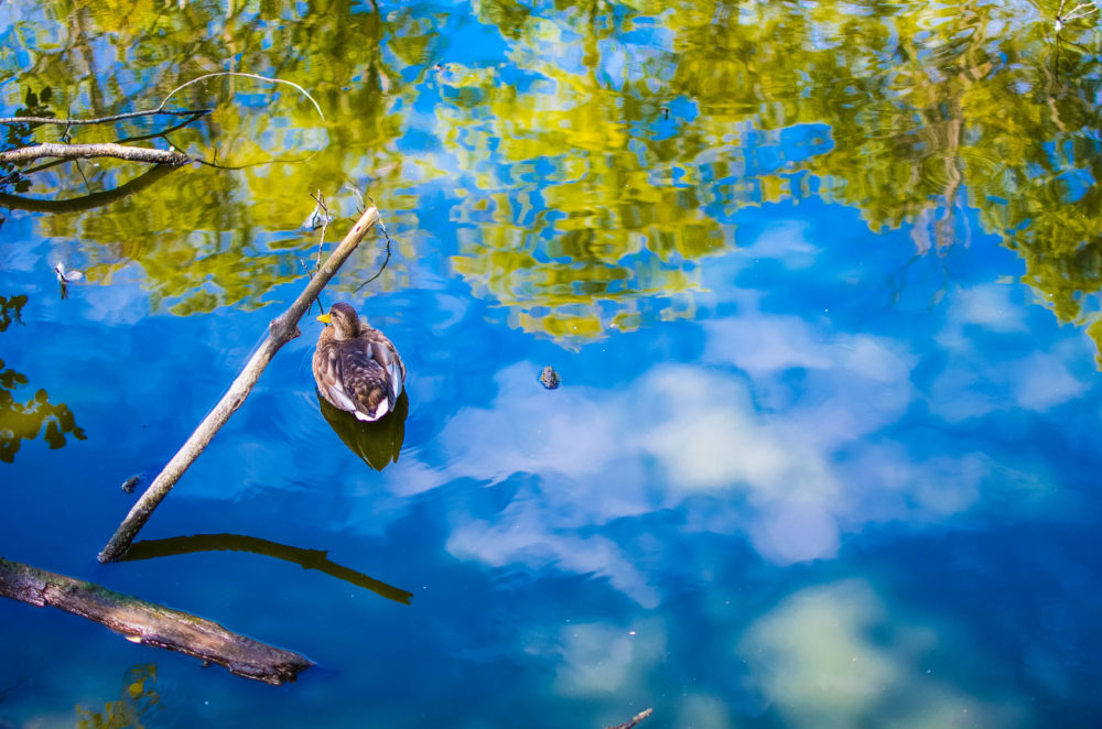 A Quick Day Trip To Westham Island A Life Well Consumed A Vancouver