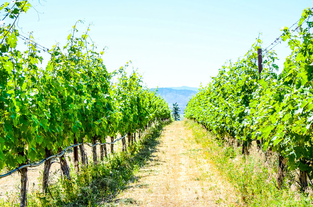 I'm sharing how to spend 3 amazing days in Osoyoos, BC. Canada's only desert, has wineries, a warm lake, great food & 100s of fruit stands.