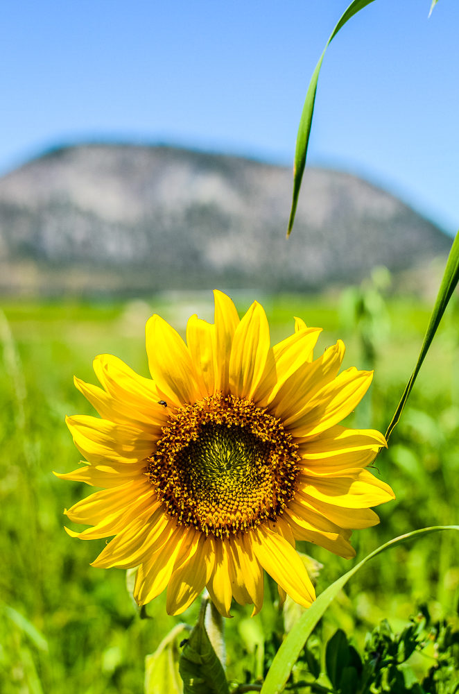 I'm sharing how to spend 3 amazing days in Osoyoos, BC. Canada's only desert, has wineries, a warm lake, great food & 100s of fruit stands.