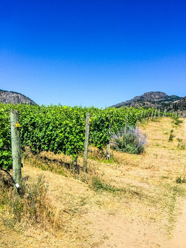 I'm sharing how to spend 3 amazing days in Osoyoos, BC. Canada's only desert, has wineries, a warm lake, great food & 100s of fruit stands.