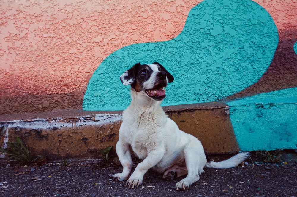 Vancouver Mural Festival | A life Well Consumed