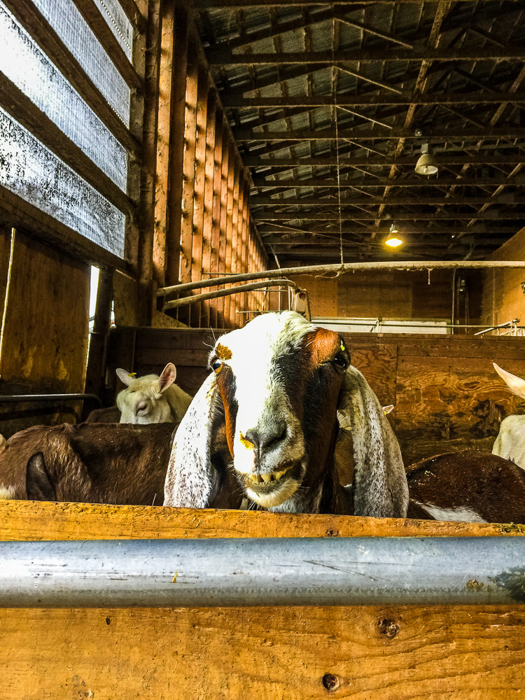 Farmhouse Natural Cheeses | Harrison Mills