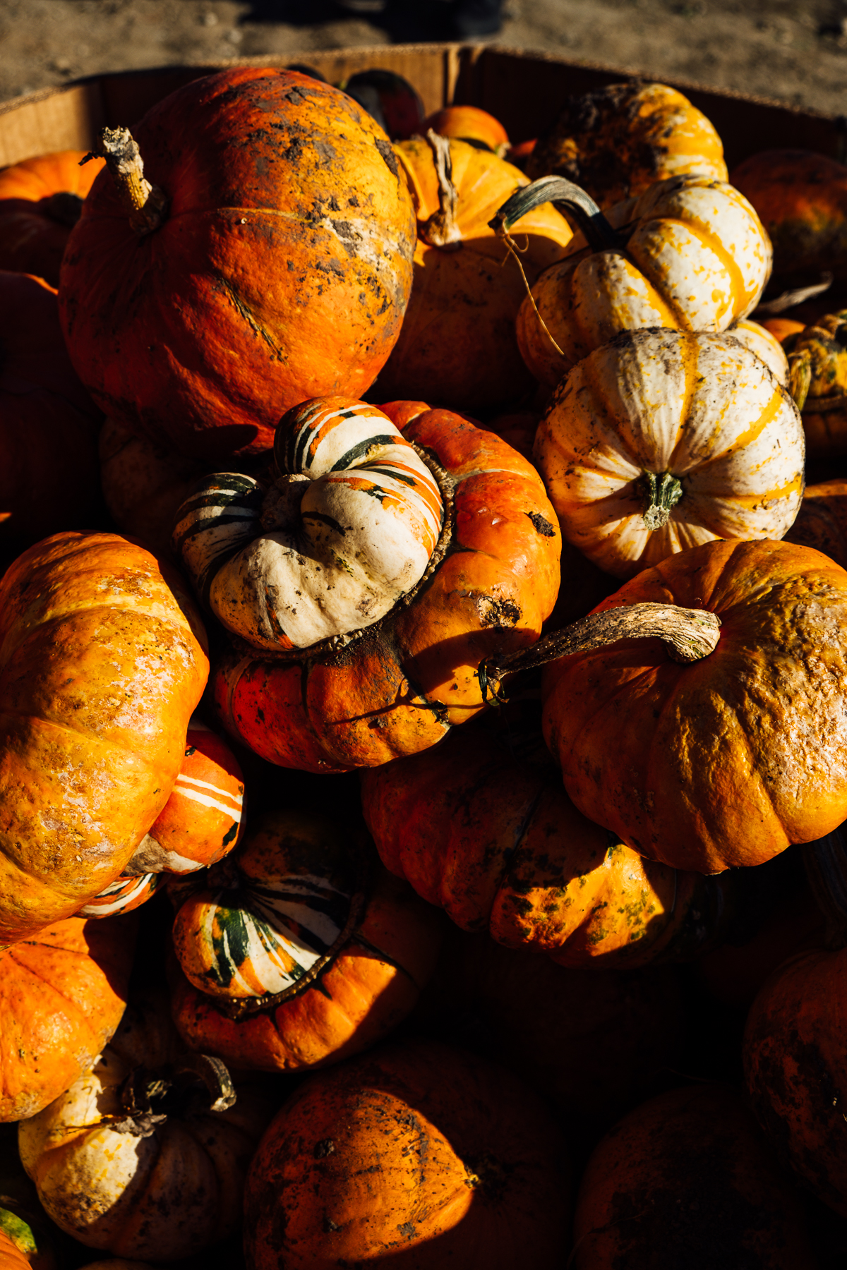 Eagles Acres Dairy Pumpkin Patch