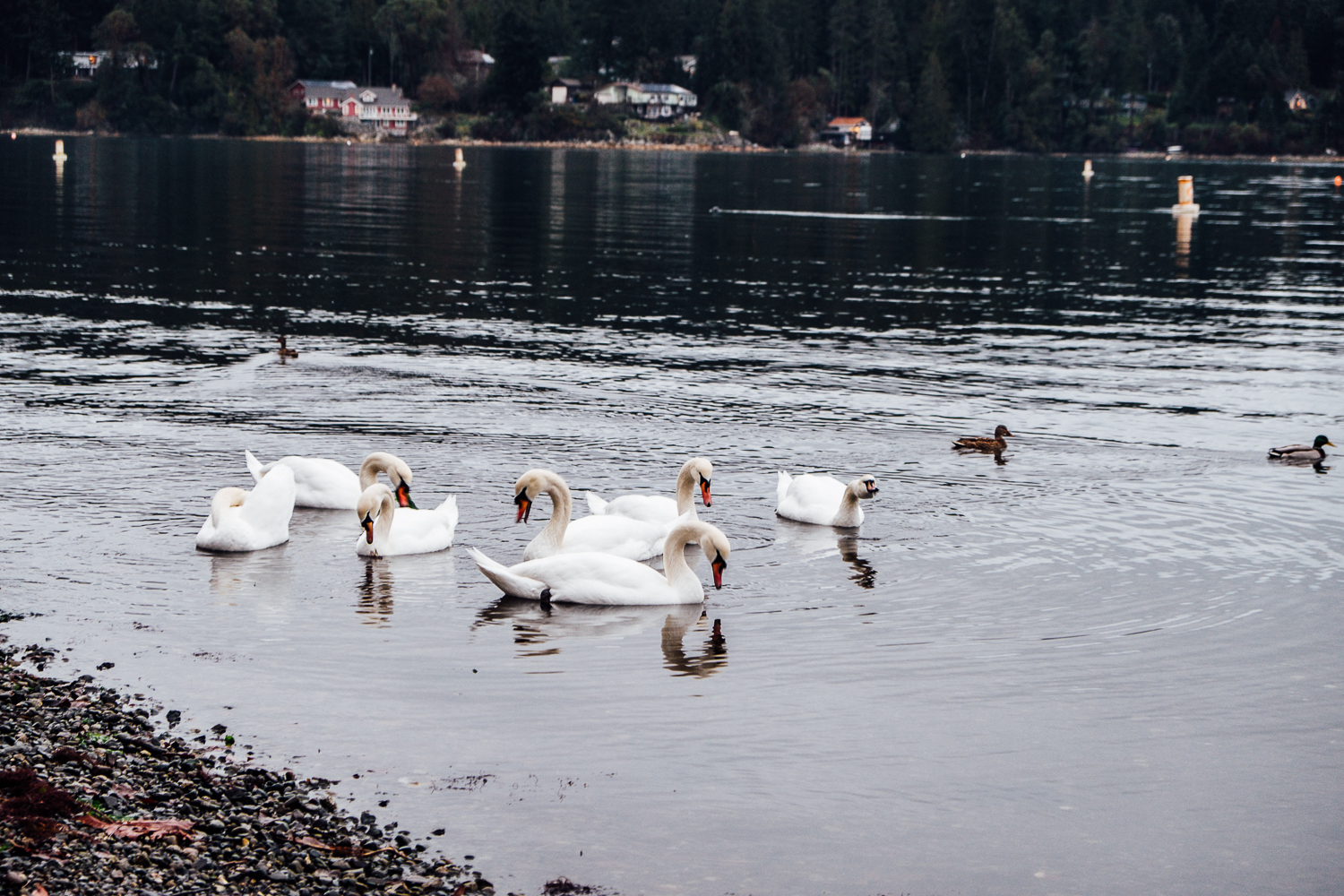 Snow Geese Cowichan Bay