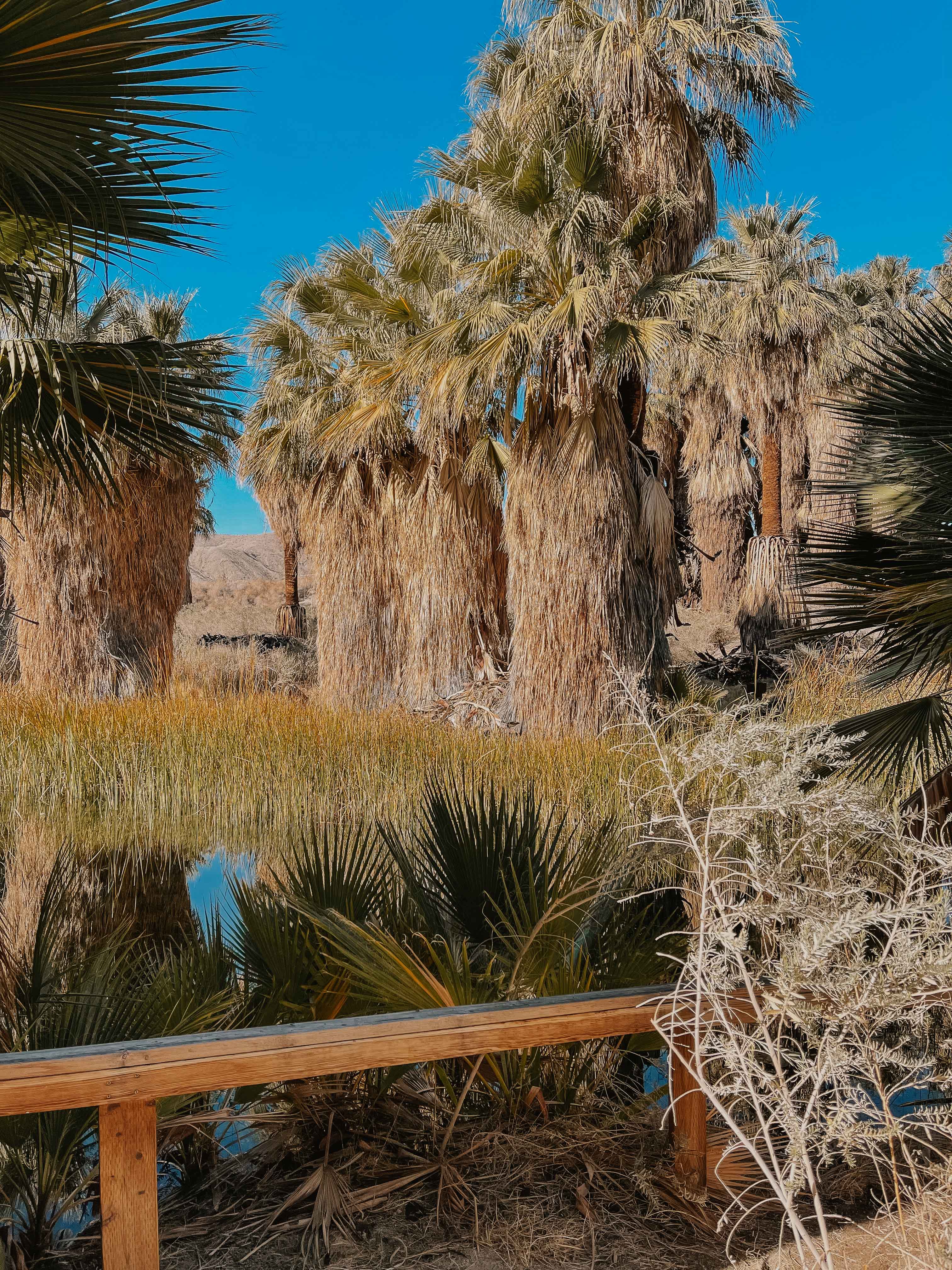 coachella valley preserve palm springs